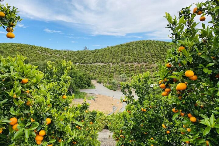 U-Pick - Tangerine and Lemon Picking at Sunmist Tangerine Farm - Photo 1 of 16